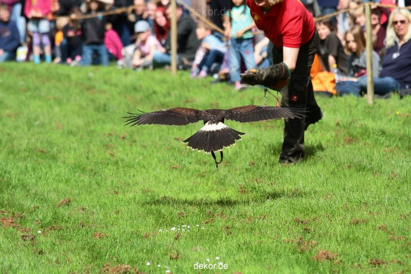 grugapark-greifvogelschau-2012-04-398