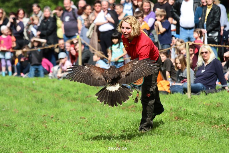 grugapark-greifvogelschau-2012-04-400