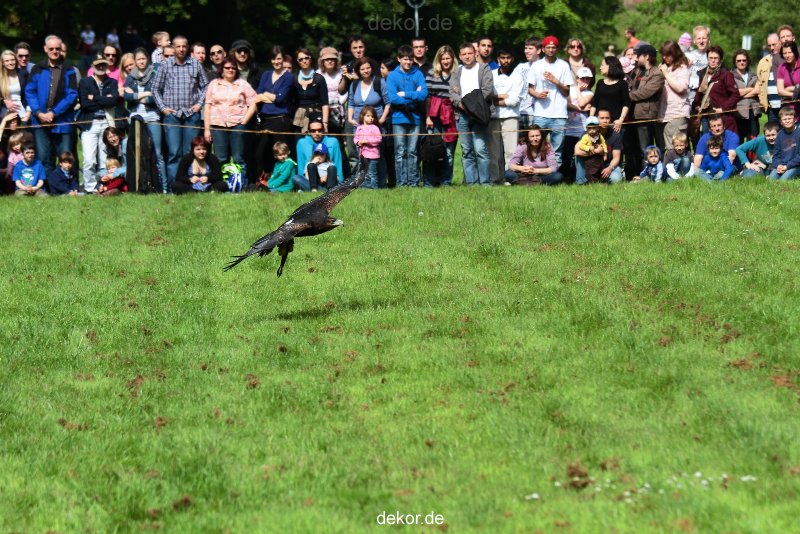 grugapark-greifvogelschau-2012-04-403