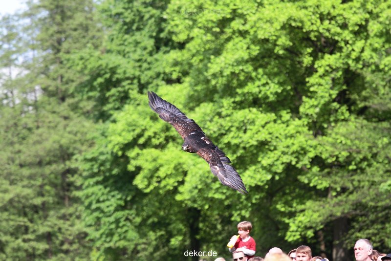 grugapark-greifvogelschau-2012-04-404