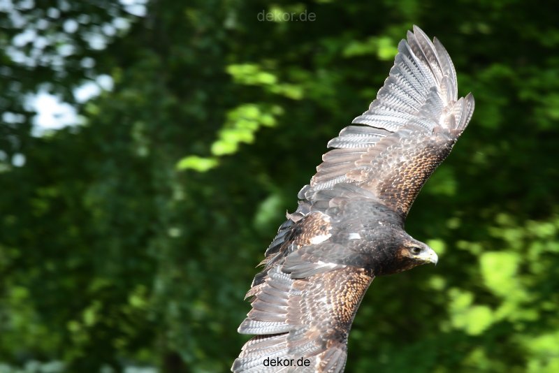 grugapark-greifvogelschau-2012-04-423