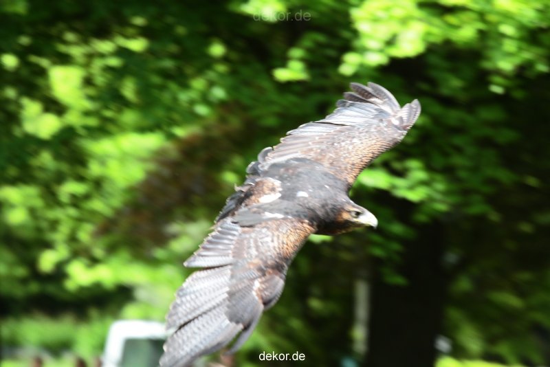 grugapark-greifvogelschau-2012-04-424