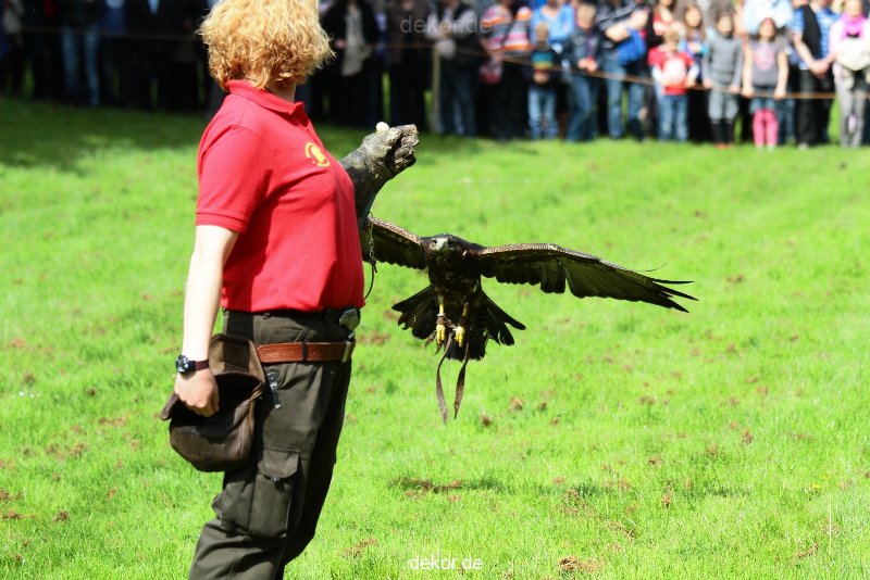grugapark-greifvogelschau-2012-04-428