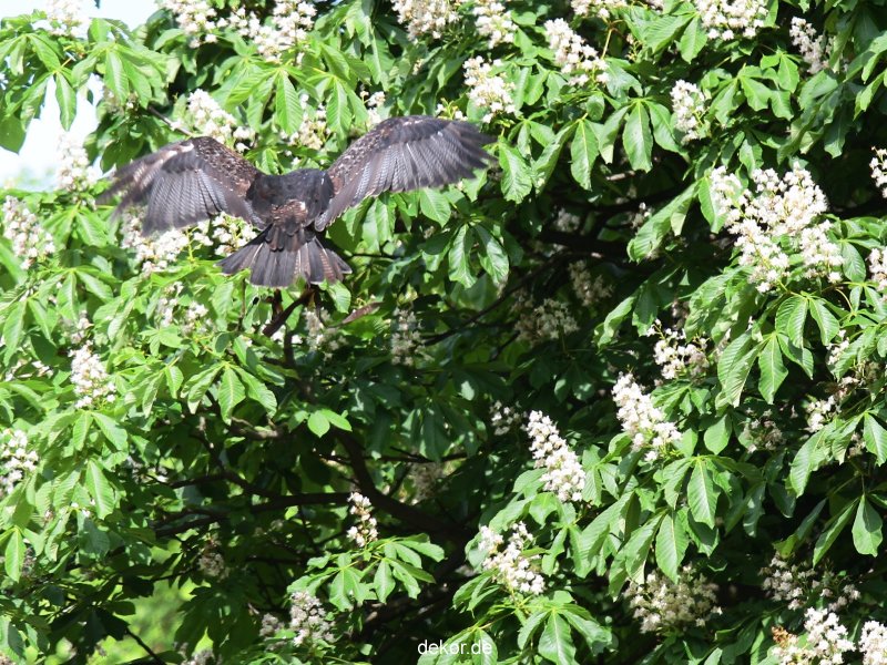 grugapark-greifvogelschau-2012-04-435