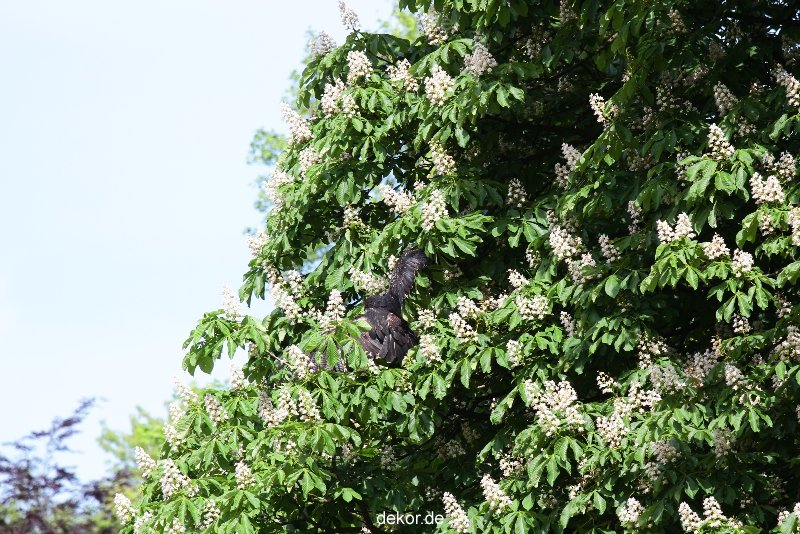 grugapark-greifvogelschau-2012-04-437