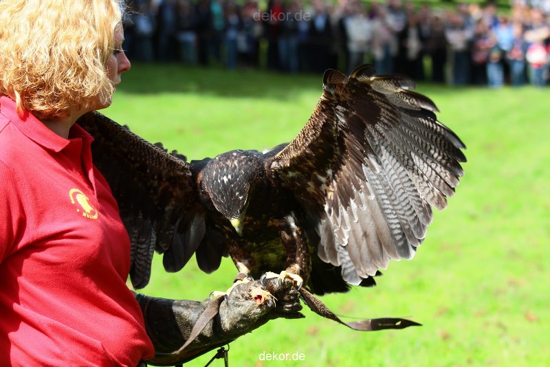 grugapark-greifvogelschau-2012-04-439