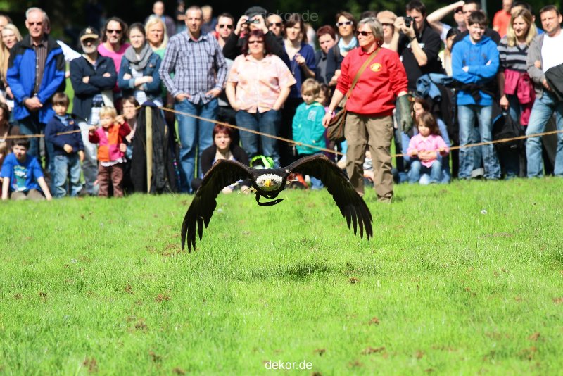 grugapark-greifvogelschau-2012-04-443