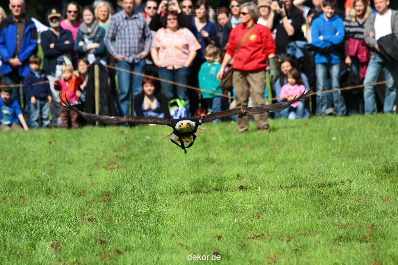 grugapark-greifvogelschau-2012-04-444