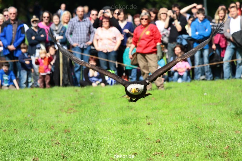 grugapark-greifvogelschau-2012-04-447