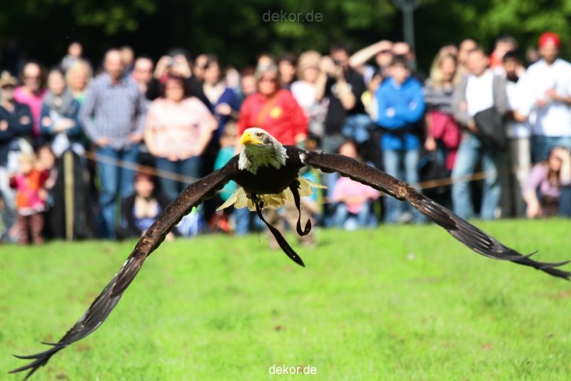 grugapark-greifvogelschau-2012-04-448