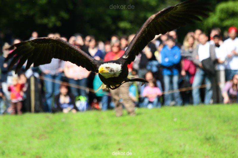 grugapark-greifvogelschau-2012-04-449