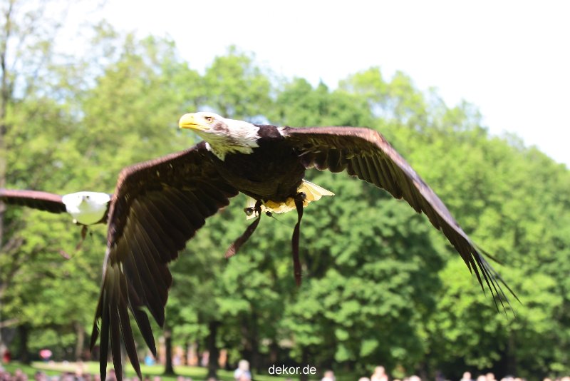 grugapark-greifvogelschau-2012-04-450