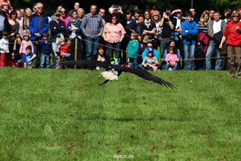grugapark-greifvogelschau-2012-04-453