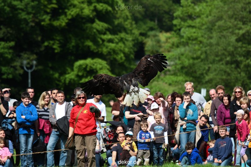 grugapark-greifvogelschau-2012-04-454