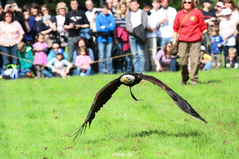 grugapark-greifvogelschau-2012-04-457