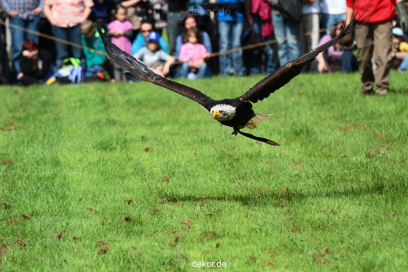 grugapark-greifvogelschau-2012-04-458