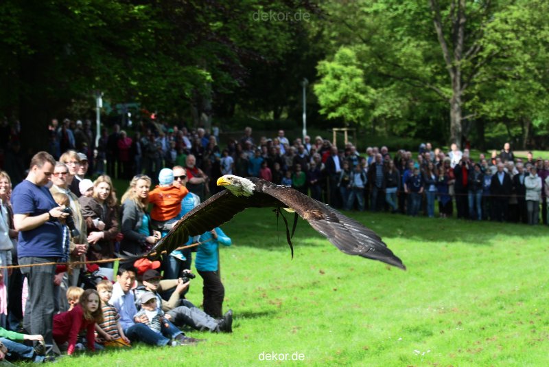 grugapark-greifvogelschau-2012-04-461