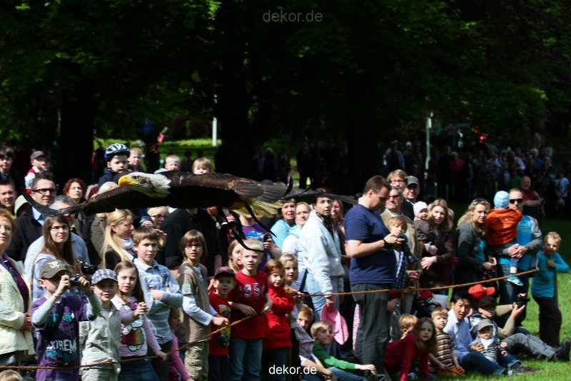 grugapark-greifvogelschau-2012-04-462