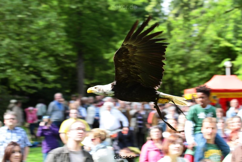 grugapark-greifvogelschau-2012-04-463