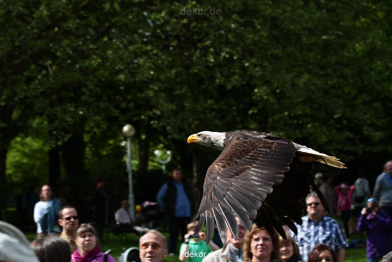 grugapark-greifvogelschau-2012-04-464
