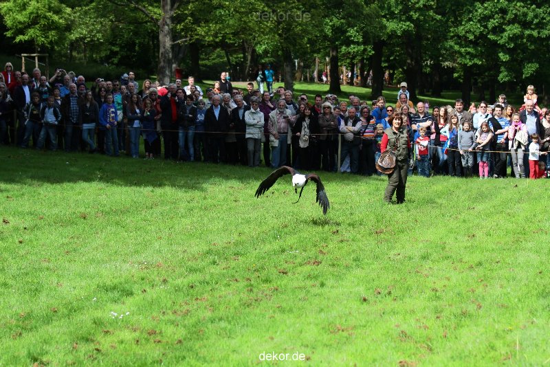 grugapark-greifvogelschau-2012-04-467