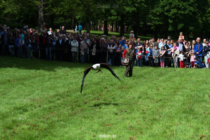 grugapark-greifvogelschau-2012-04-469