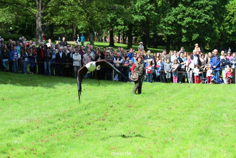 grugapark-greifvogelschau-2012-04-471
