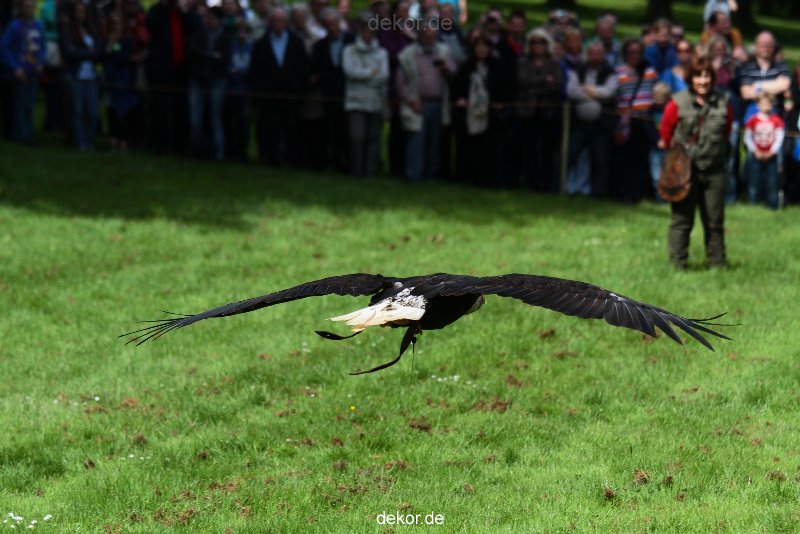grugapark-greifvogelschau-2012-04-472