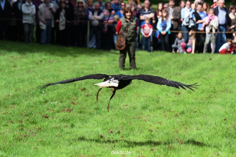 grugapark-greifvogelschau-2012-04-473