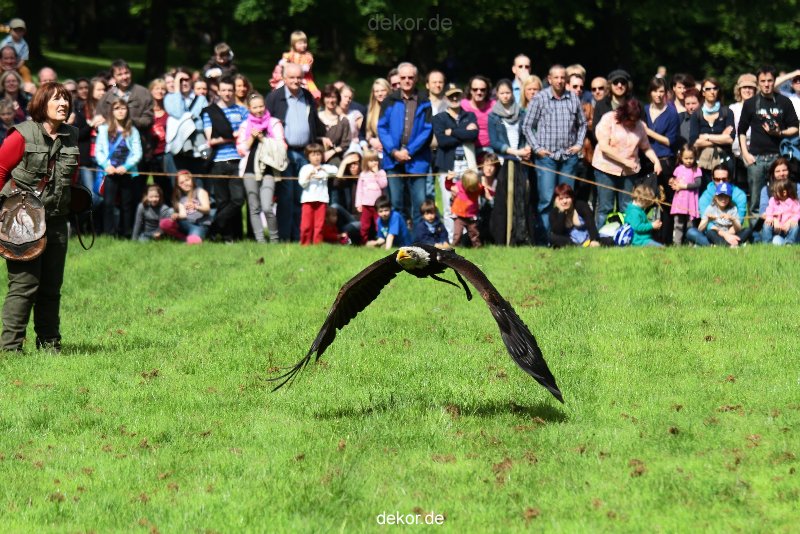 grugapark-greifvogelschau-2012-04-476