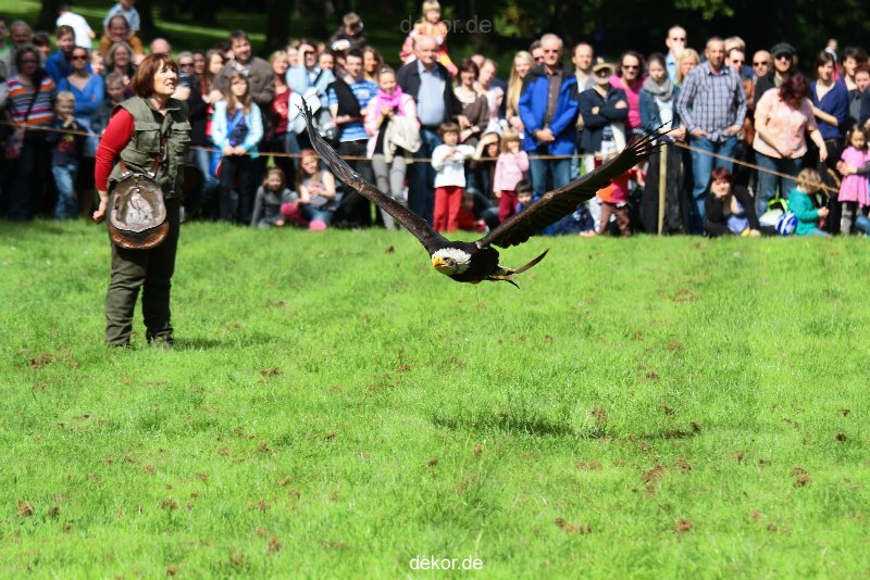 grugapark-greifvogelschau-2012-04-477
