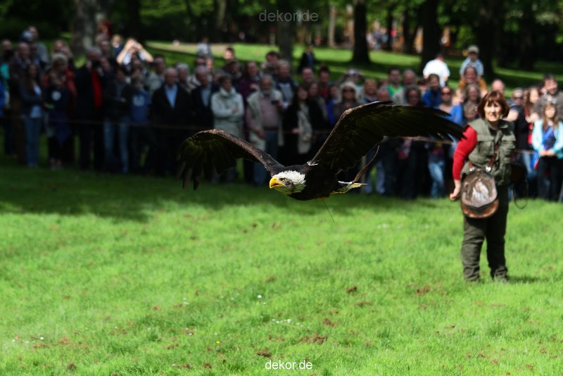grugapark-greifvogelschau-2012-04-478
