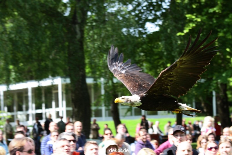 grugapark-greifvogelschau-2012-04-481