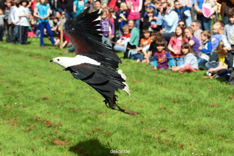 grugapark-greifvogelschau-2012-04-484