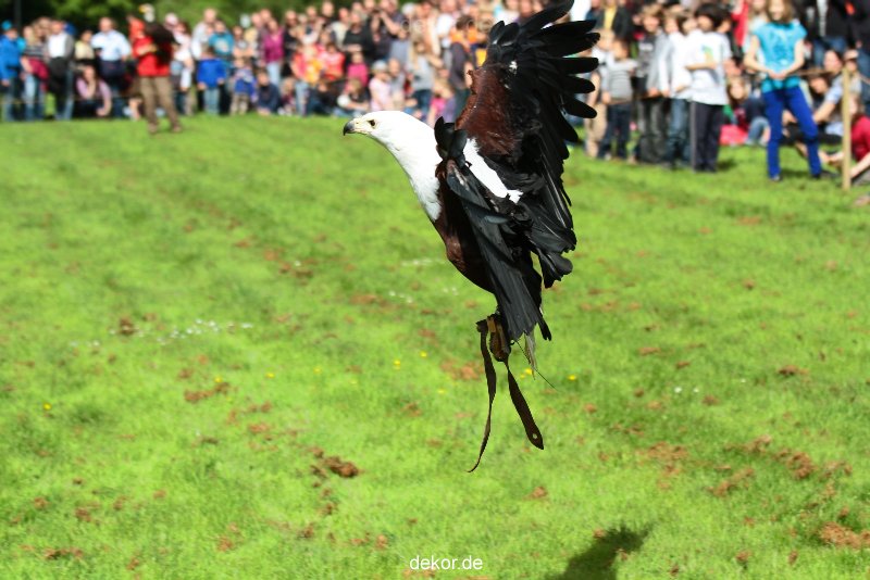 grugapark-greifvogelschau-2012-04-485