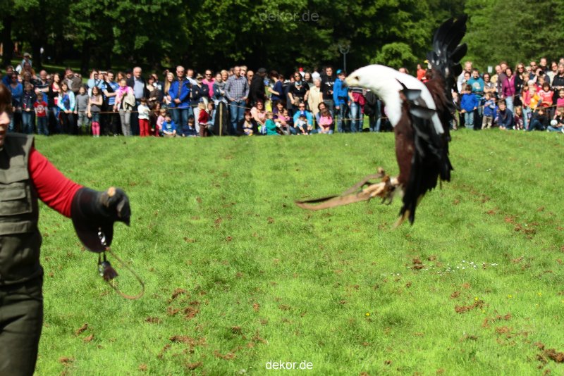 grugapark-greifvogelschau-2012-04-486