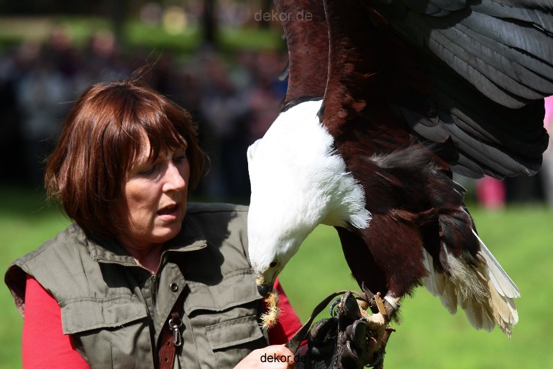 grugapark-greifvogelschau-2012-04-489