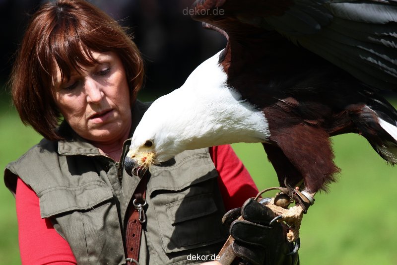 grugapark-greifvogelschau-2012-04-491