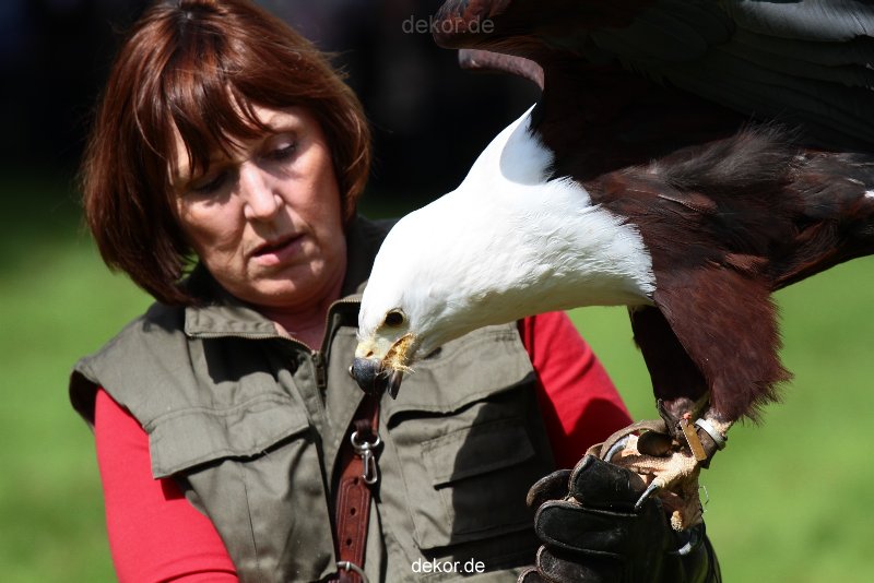 grugapark-greifvogelschau-2012-04-492