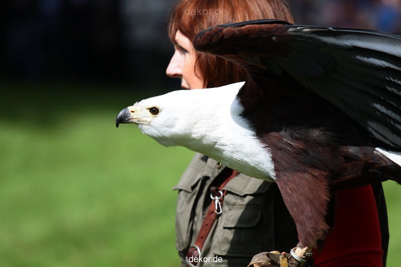 grugapark-greifvogelschau-2012-04-493