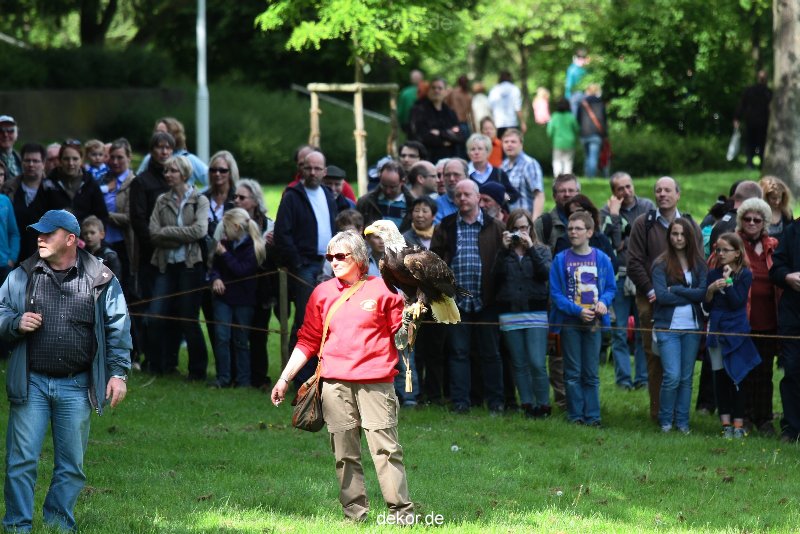 grugapark-greifvogelschau-2012-04-495