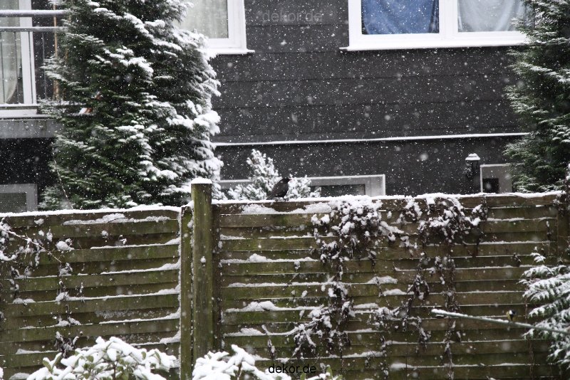 voegel-im-garten-2012-amseln-winter-001