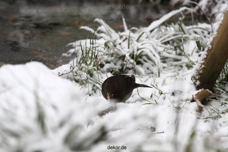 voegel-im-garten-2012-amseln-winter-003