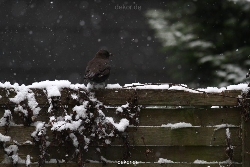 voegel-im-garten-2012-amseln-winter-004