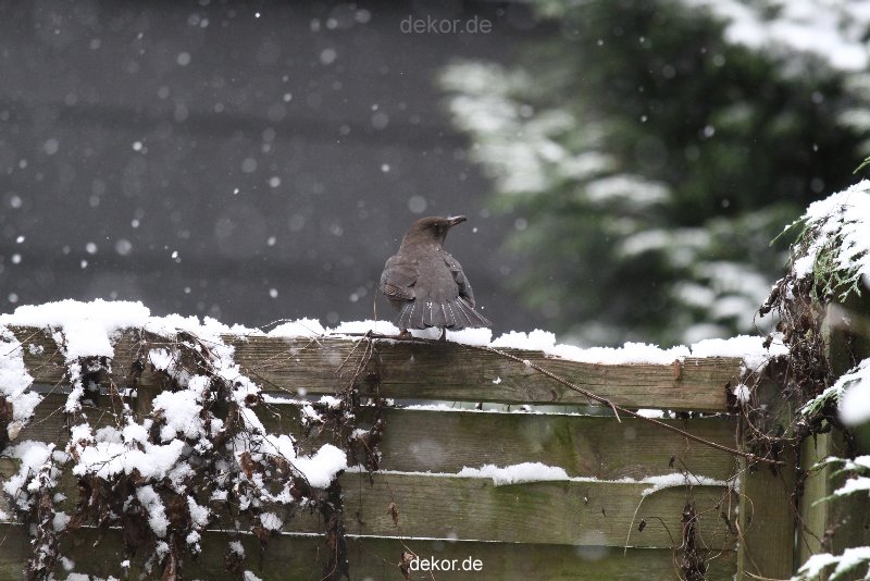 voegel-im-garten-2012-amseln-winter-006
