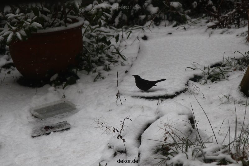 voegel-im-garten-2012-amseln-winter-012