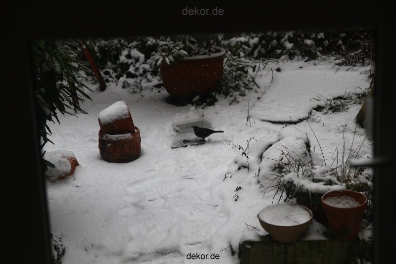 voegel-im-garten-2012-amseln-winter-014