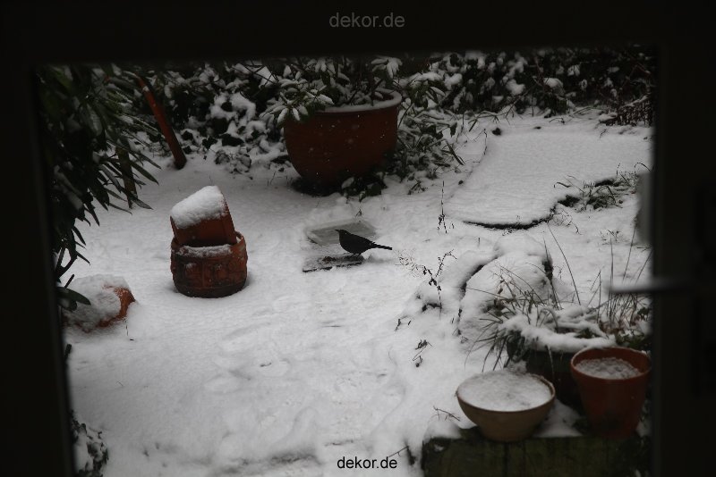 voegel-im-garten-2012-amseln-winter-015