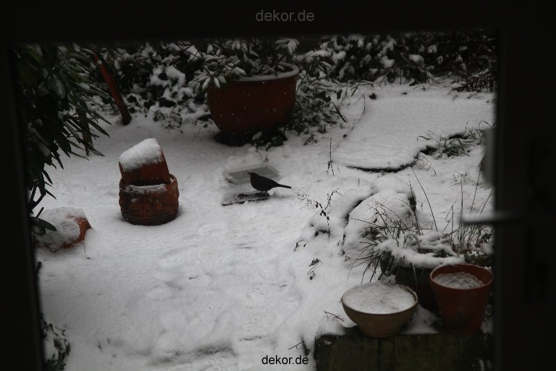 voegel-im-garten-2012-amseln-winter-016