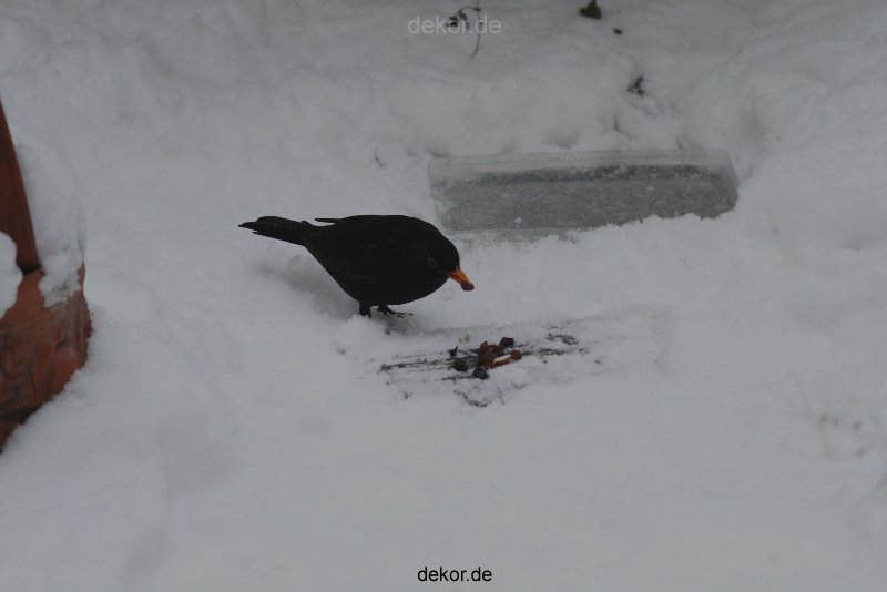 voegel-im-garten-2012-amseln-winter-020